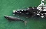 North Atlantic Right Whales face extinction, but hope remains eternal