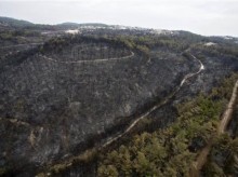 Israeli forest’s road to recovery — plant or wait?