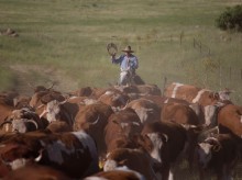 Israeli cowboys live frontier life on Syria’s doorstep